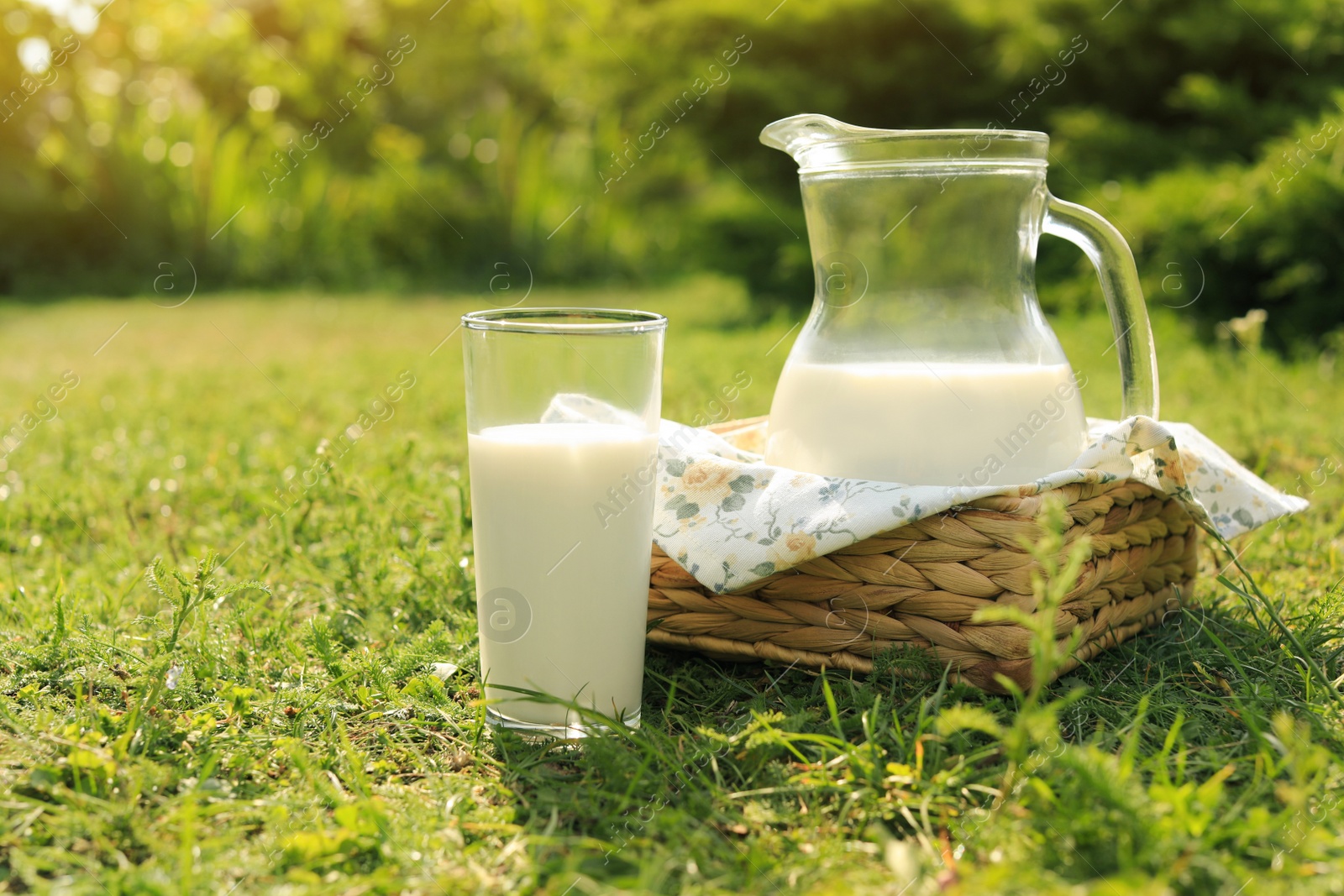 Photo of Jug and glass of tasty fresh milk on green grass outdoors, space for text