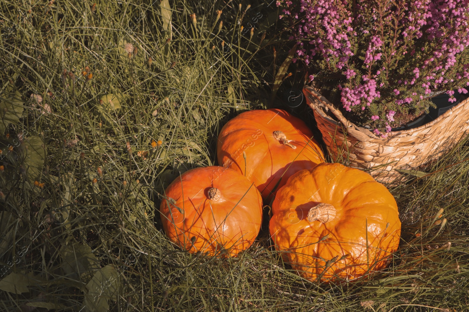 Photo of Wicker basket with beautiful heather flowers and pumpkins outdoors on sunny day