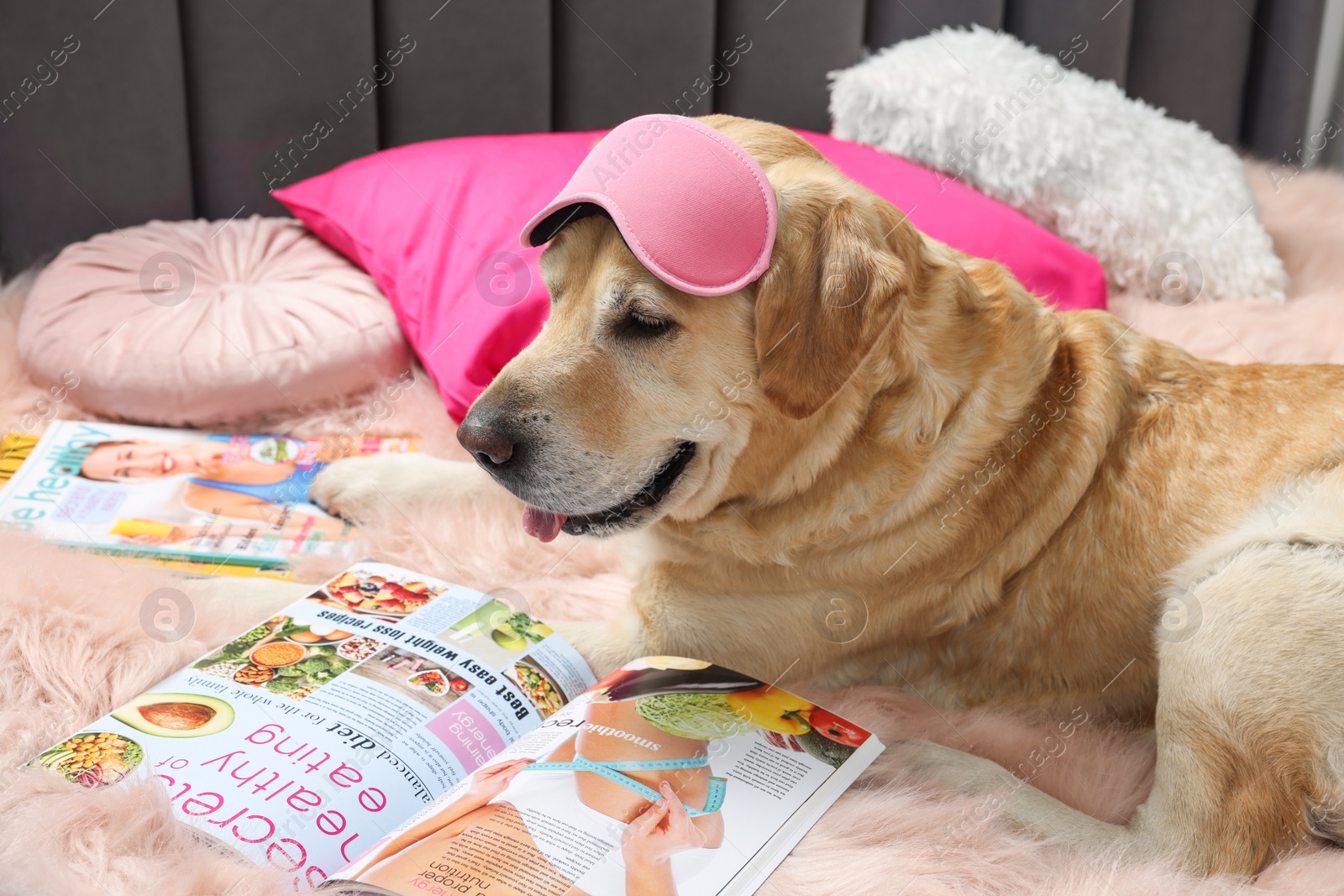 Photo of Cute Labrador Retriever with sleep mask and magazines on bed