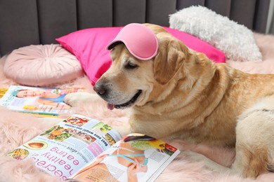 Cute Labrador Retriever with sleep mask and magazines on bed