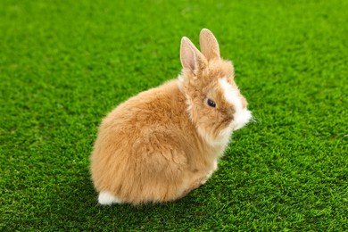 Cute fluffy pet rabbit on green grass