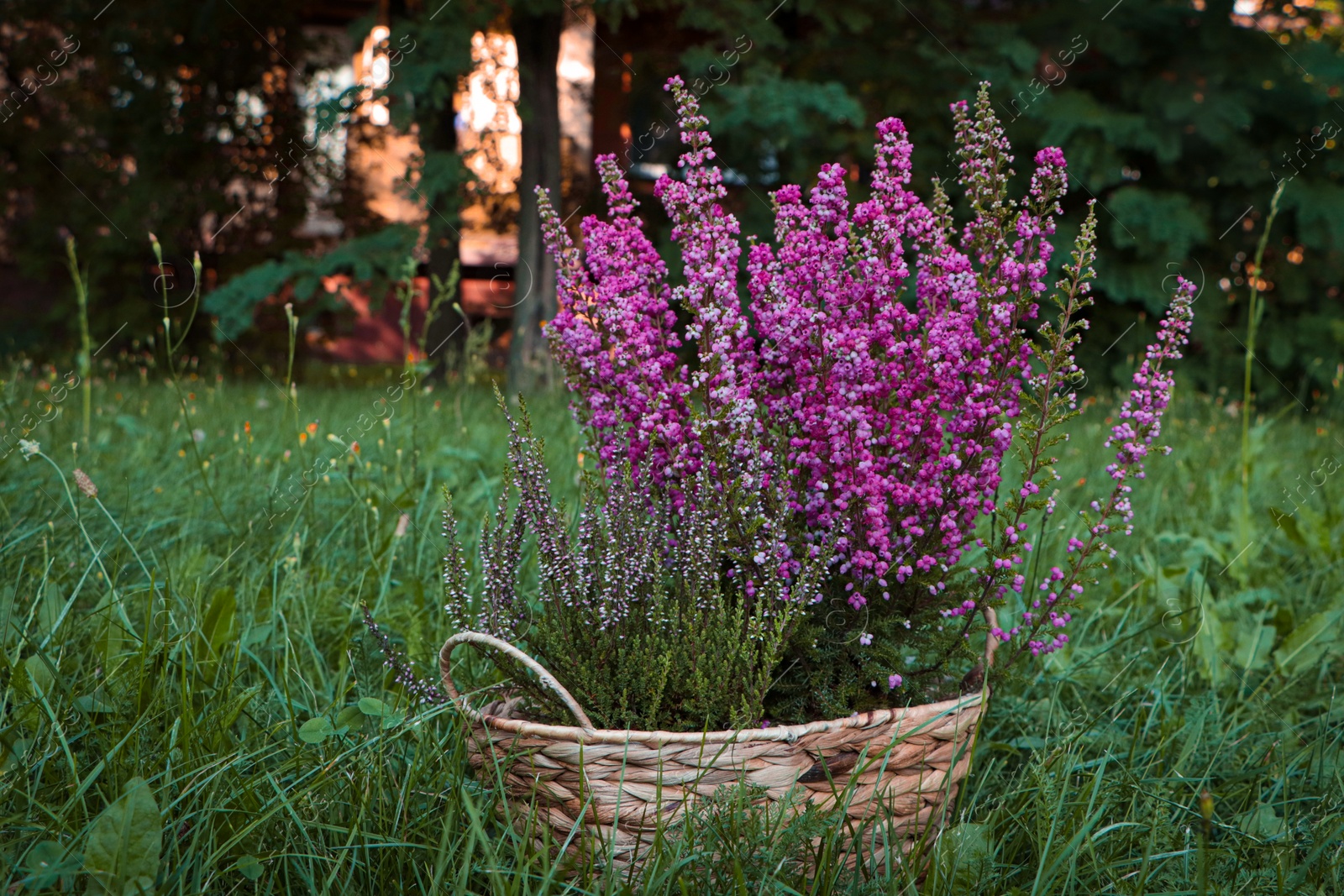 Photo of Wicker basket with blooming heather flowers on green grass in park