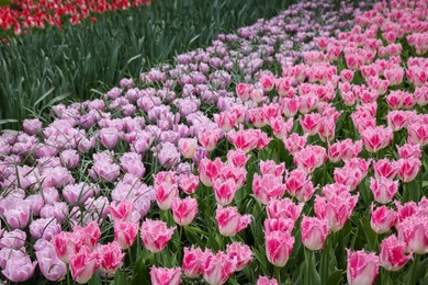 Many beautiful tulip flowers growing outdoors. Spring season