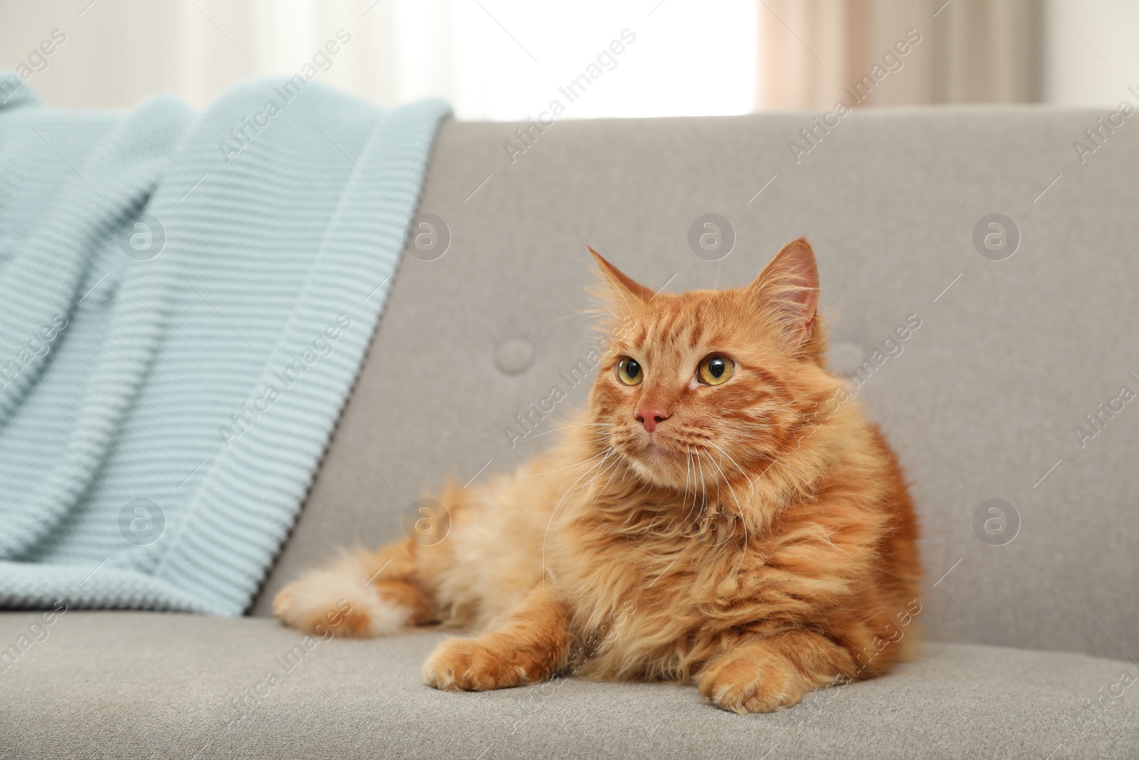 Photo of Cute friendly cat lying on sofa indoors