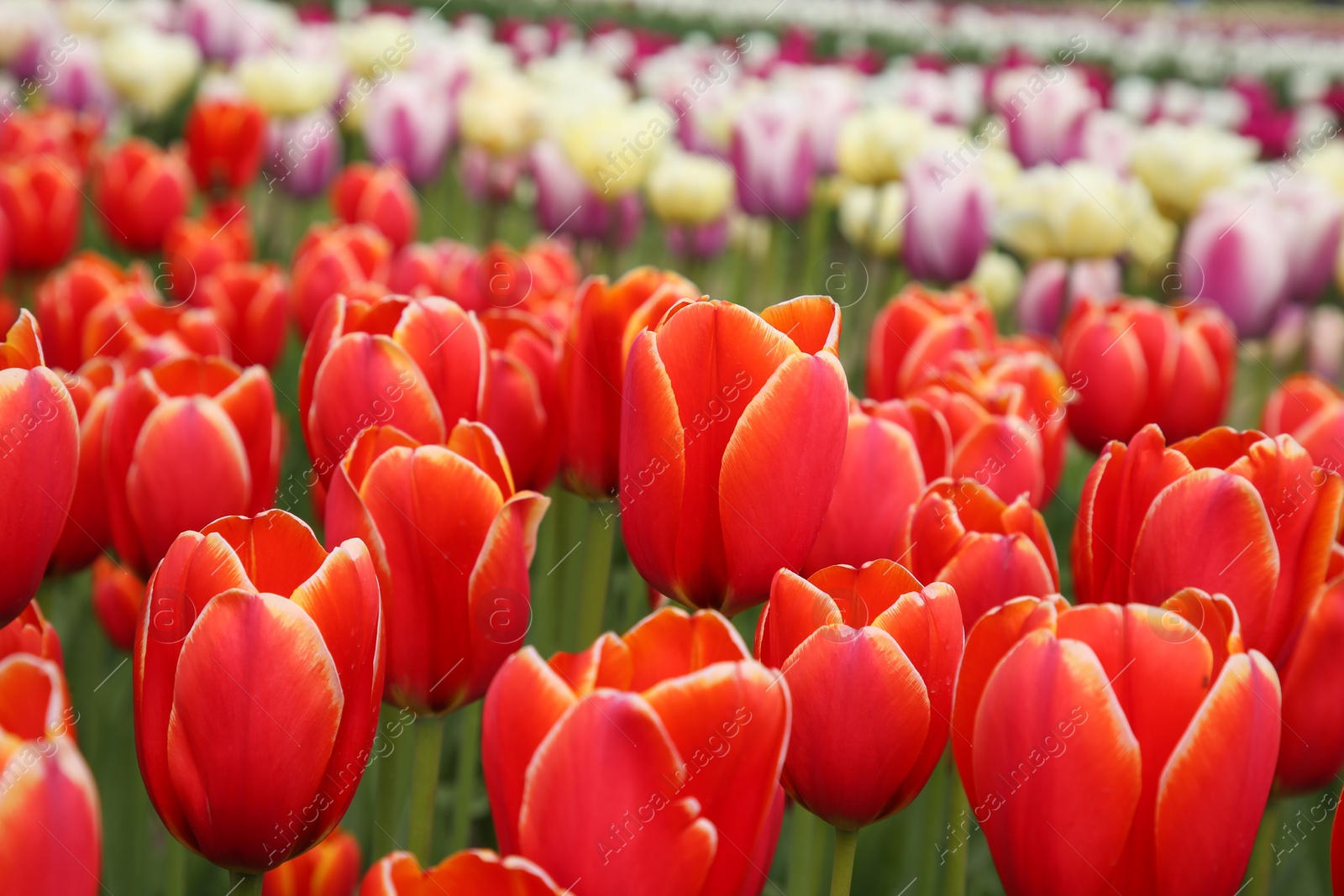 Photo of Beautiful colorful tulip flowers growing in field