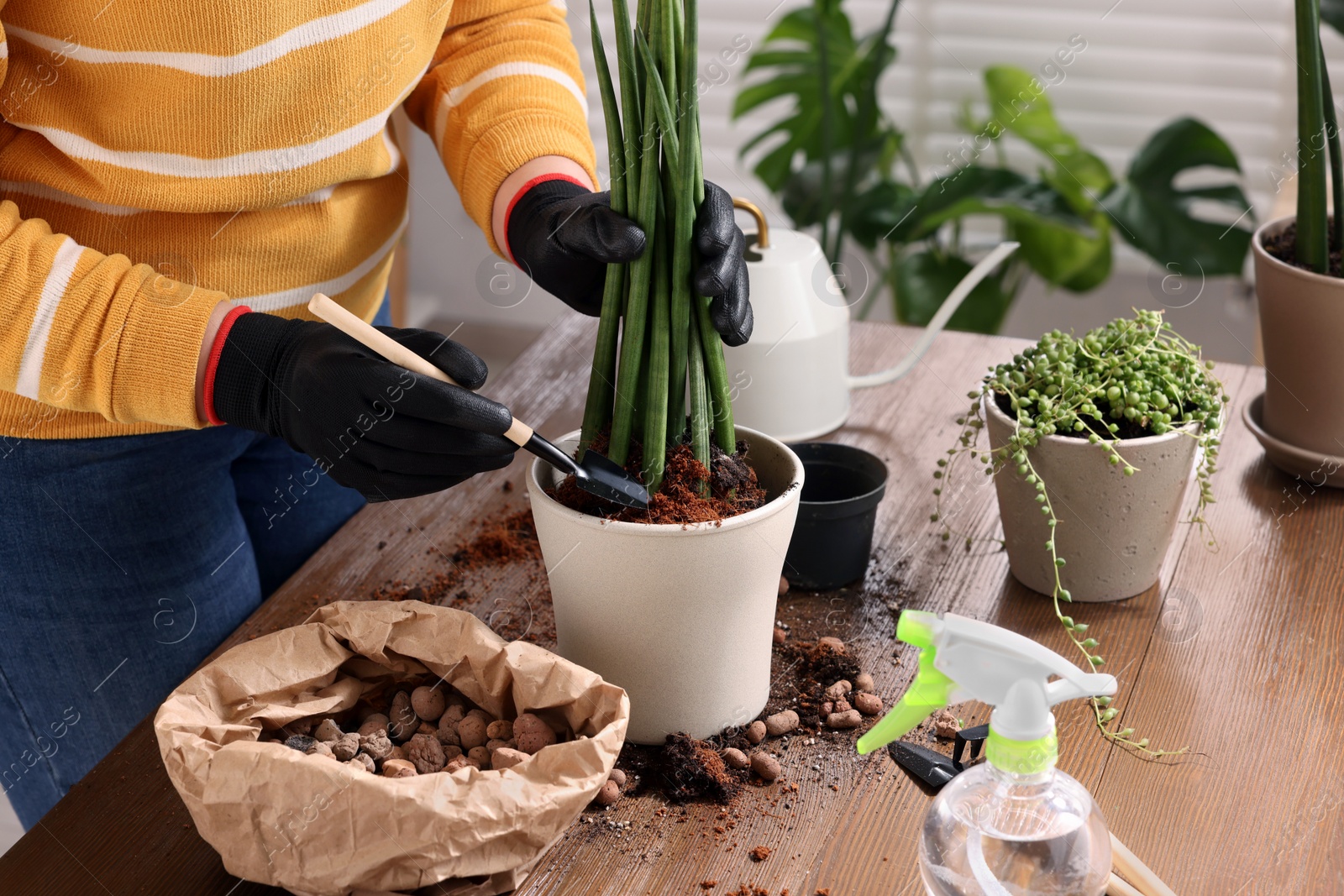 Photo of Woman transplanting houseplant into new pot at wooden table indoors, closeup