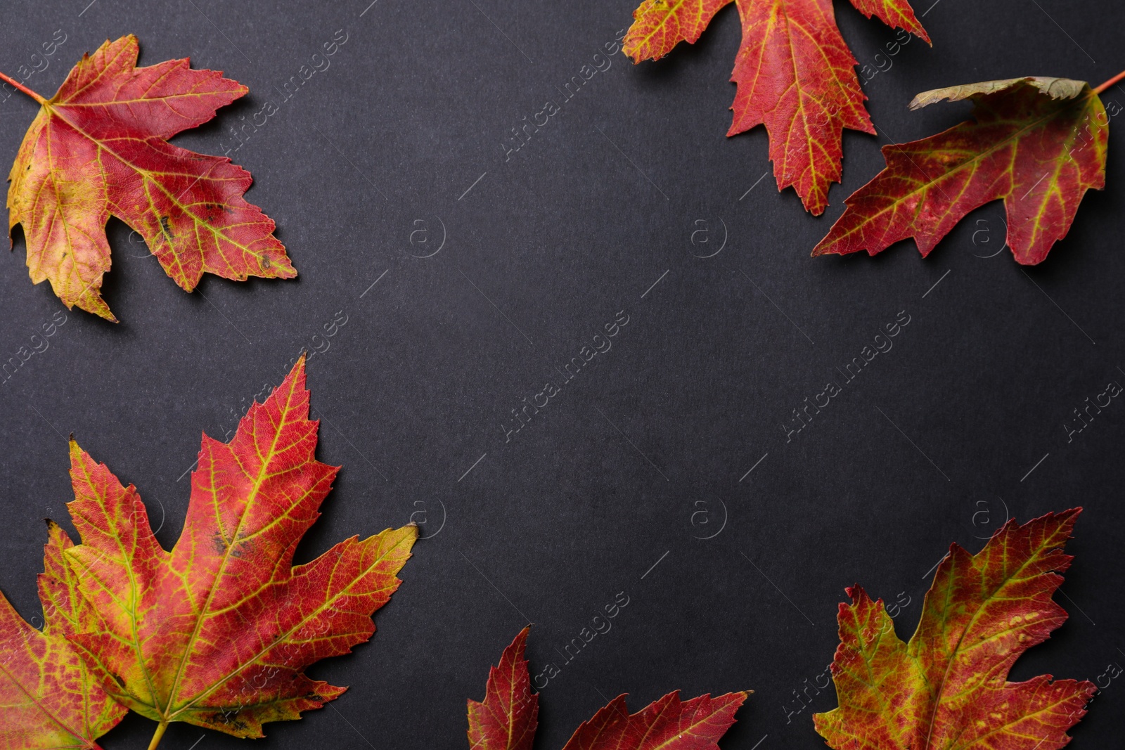 Photo of Colorful autumn leaves on black background, flat lay. Space for text