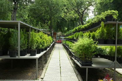 Photo of Many beautiful plants at garden sale outdoors