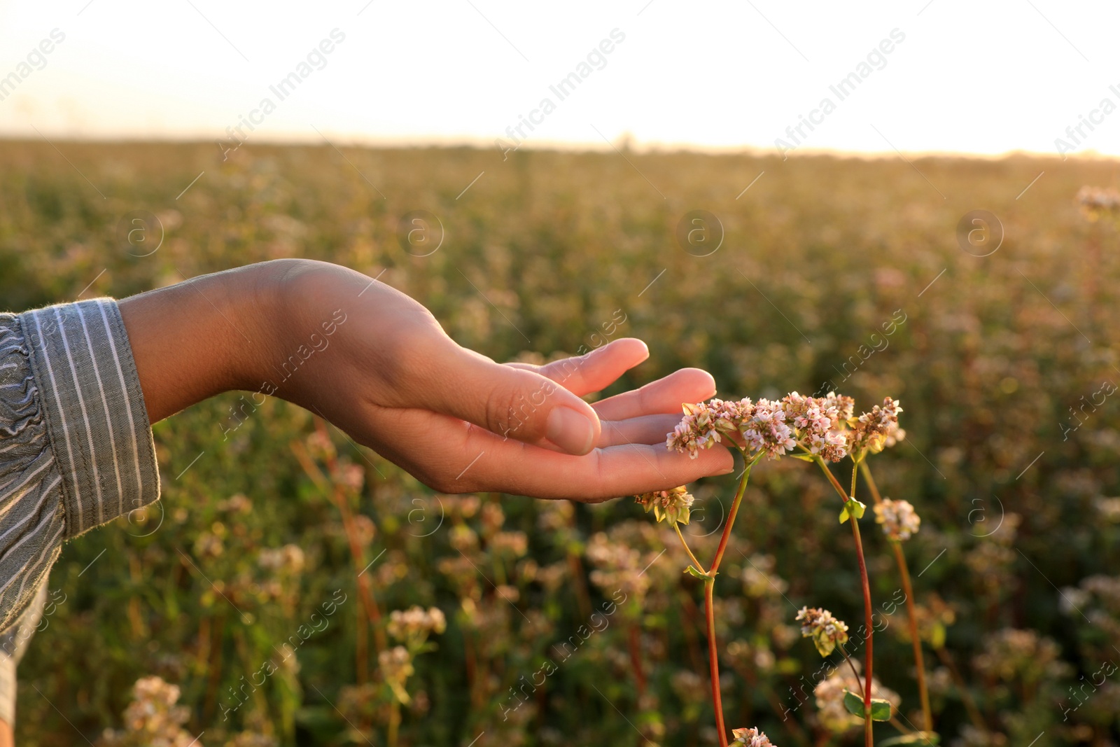 Photo of Woman in beautiful blossoming buckwheat field, closeup