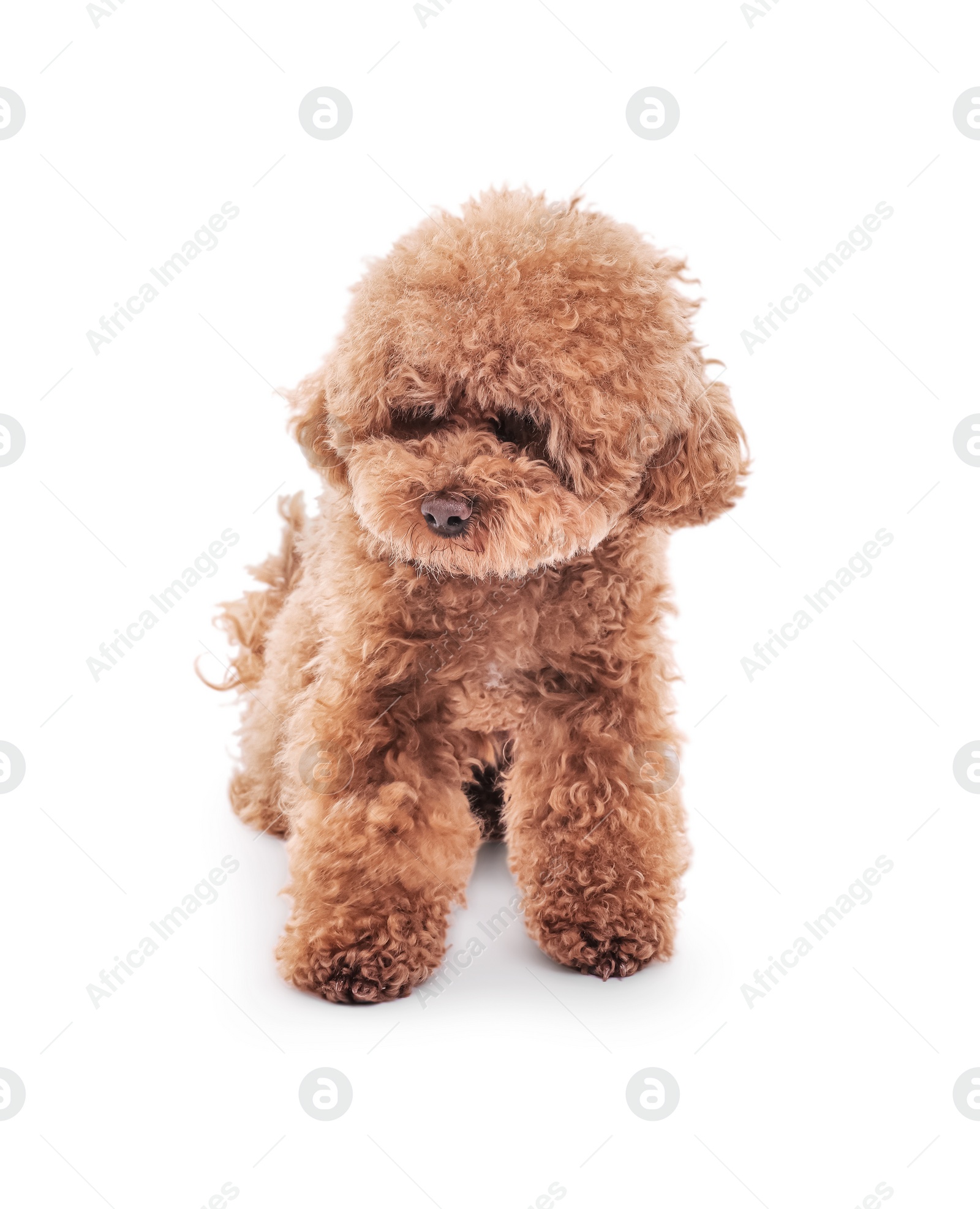 Photo of Cute Maltipoo dog on white background. Lovely pet