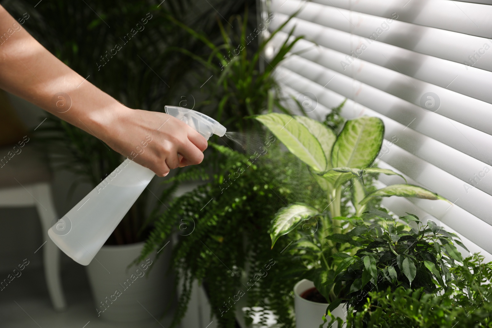 Photo of Woman spraying plants near window at home, closeup