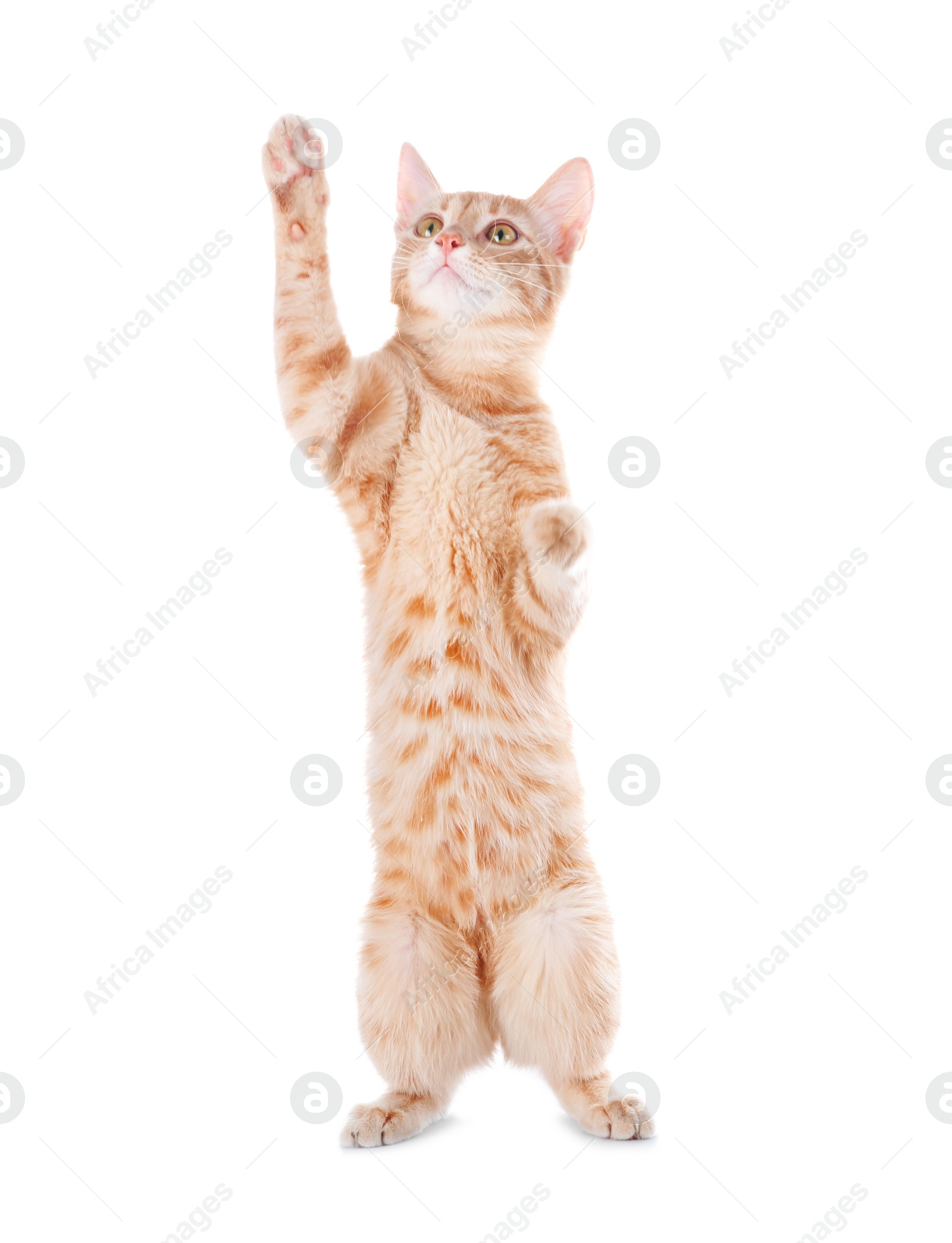 Photo of Adorable yellow tabby cat on white background