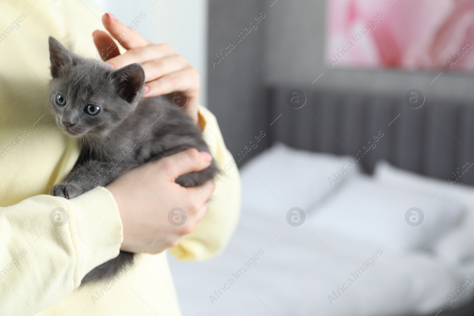 Photo of Woman with cute fluffy kitten at home, closeup. Space for text