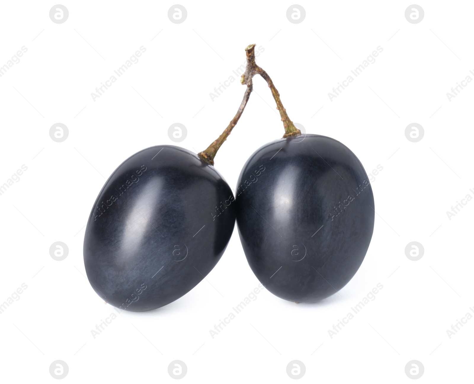 Photo of Two ripe dark blue grapes isolated on white