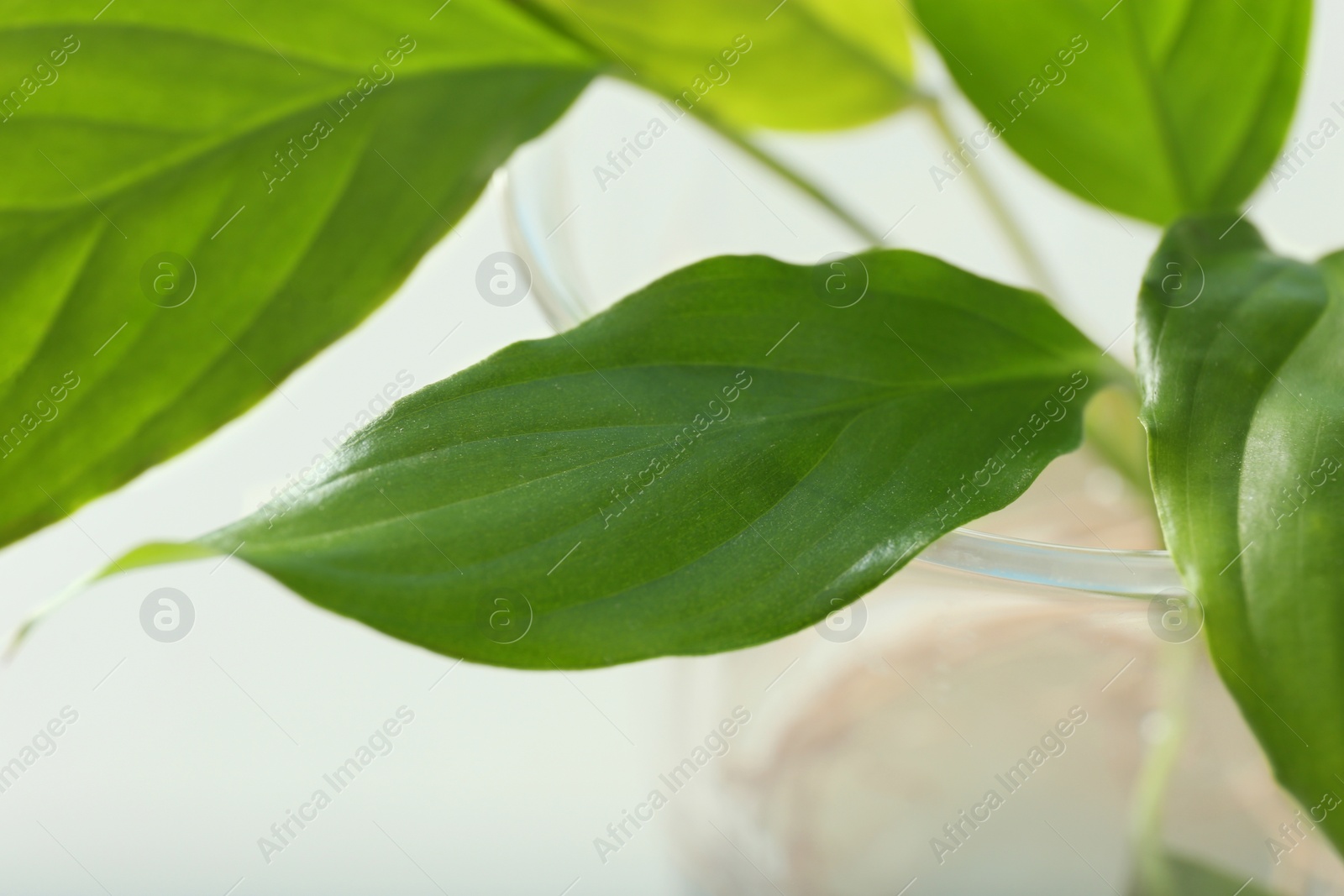 Photo of Green plant in laboratory glassware on blurred background, closeup. Biological chemistry