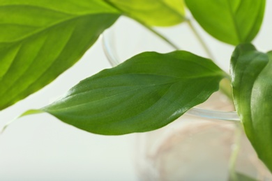 Green plant in laboratory glassware on blurred background, closeup. Biological chemistry