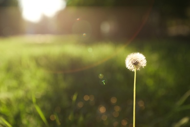 Photo of Beautiful fluffy dandelion outdoors on sunny day. Space for text