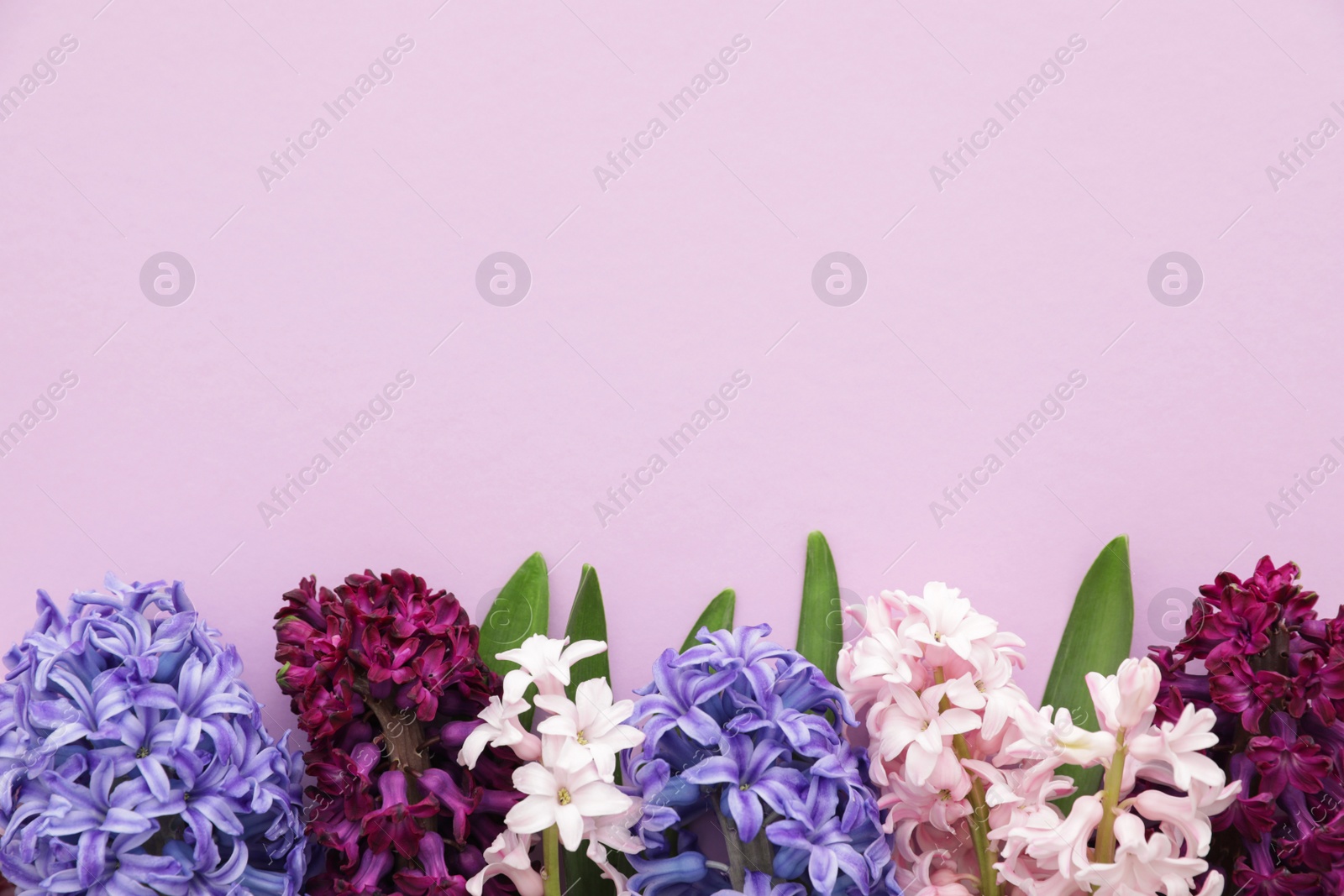 Photo of Beautiful spring hyacinth flowers on color background, top view. Space for text