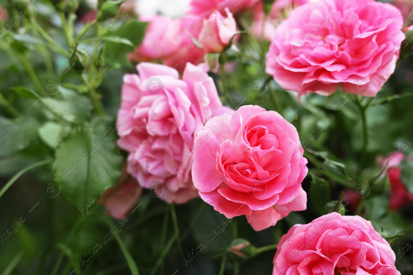 Photo of Closeup view of beautiful blooming rose bush outdoors on summer day