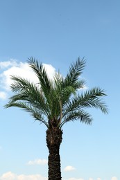 Photo of Beautiful palm tree with green leaves against blue sky