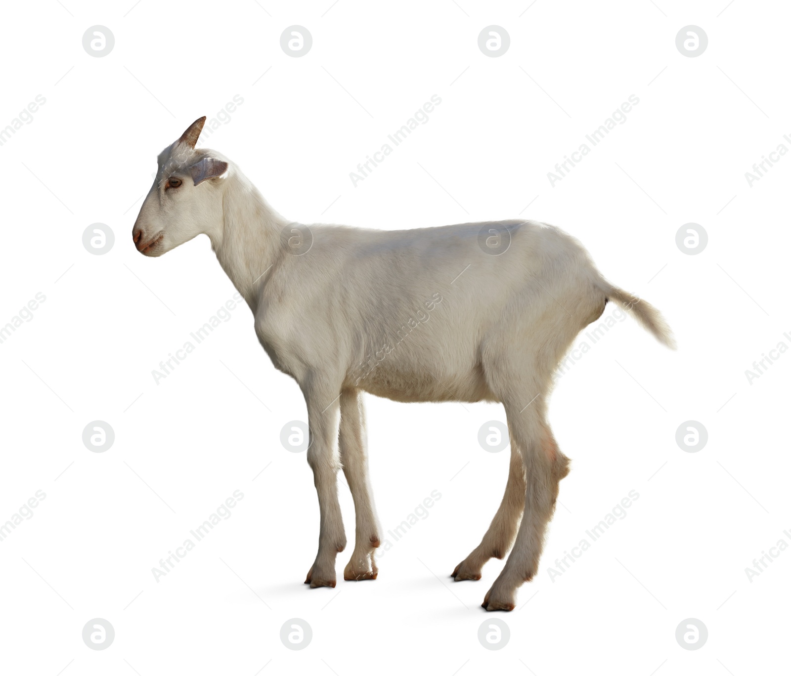 Image of Cute goat isolated on white. Farm animal