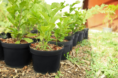 Photo of Seedlings of green tree in pots. Gardening and planting