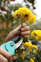 Photo of Woman pruning beautiful yellow flowers by secateurs in garden, closeup