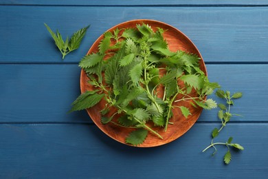 Photo of Fresh stinging nettle leaves on blue wooden table, flat lay
