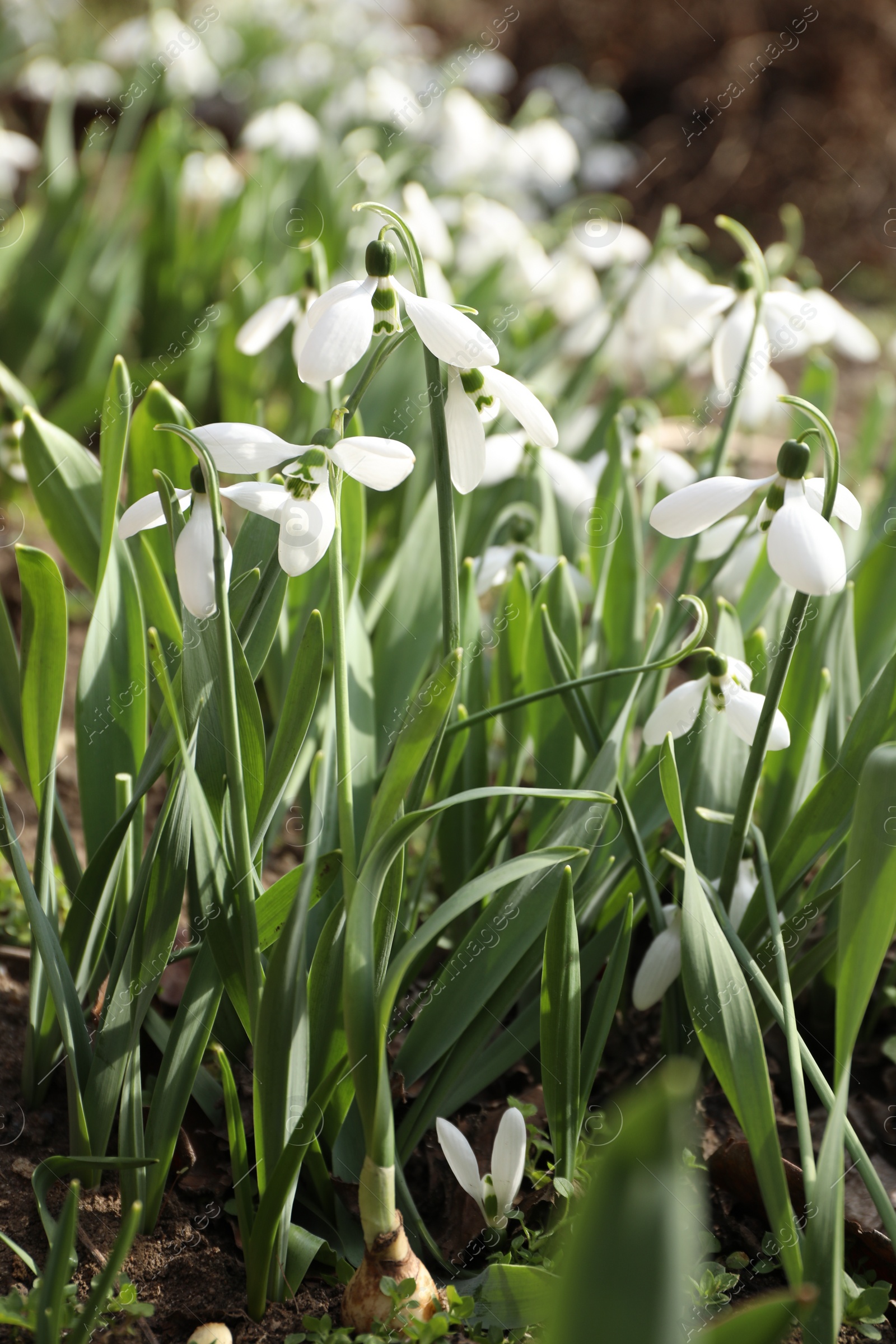 Photo of Beautiful white blooming snowdrops growing outdoors, closeup