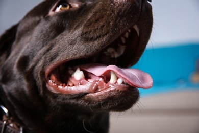 Chocolate Labrador retriever showing its teeth indoors, closeup