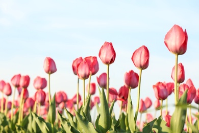 Photo of Field with fresh beautiful tulips. Blooming flowers