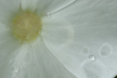 Photo of Beautiful white flower with water drops as background, top view. Macro photography