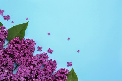 Photo of Beautiful lilac flowers and green leaves on light blue background, top view. Space for text