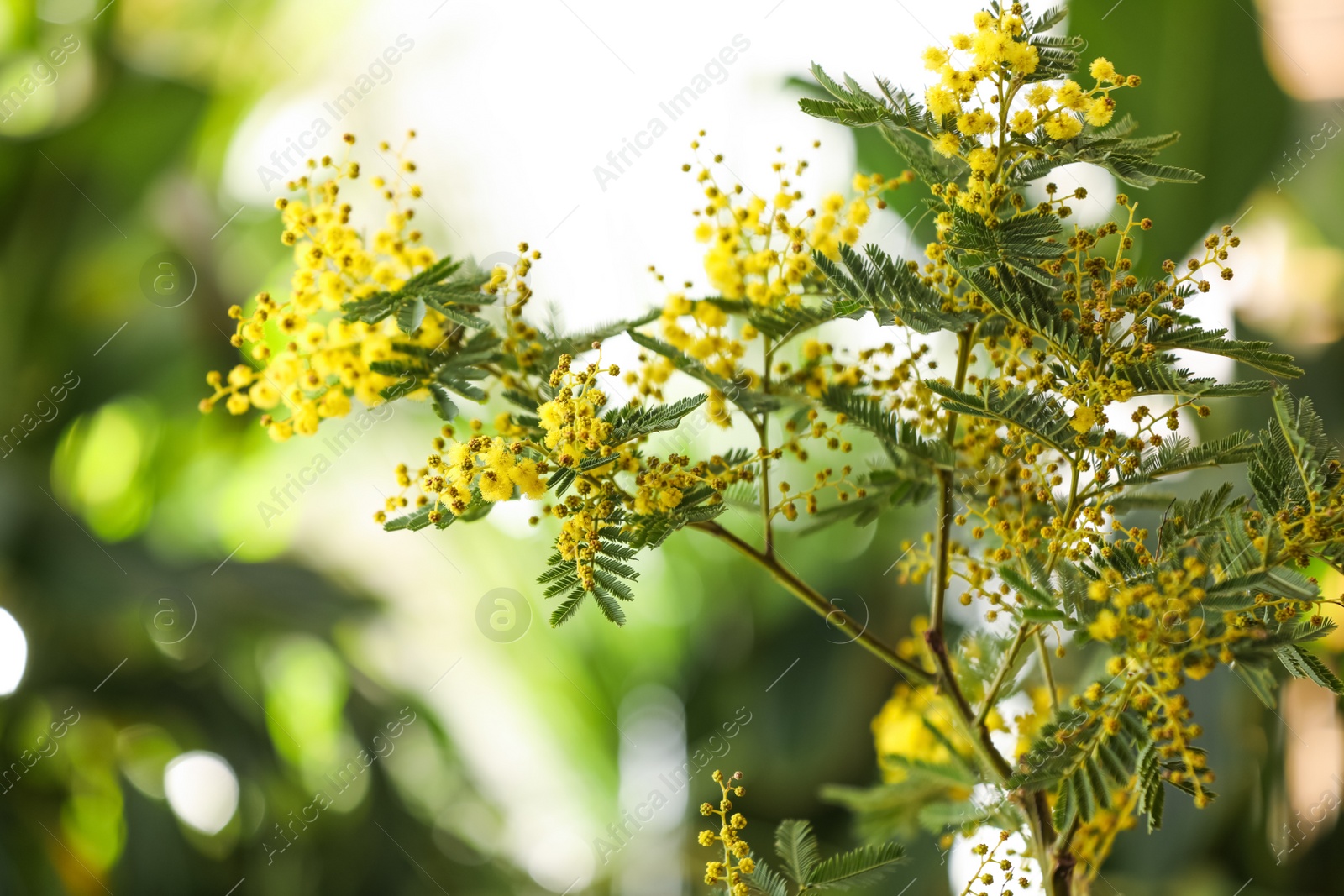 Photo of Beautiful mimosa plant on blurred background, closeup