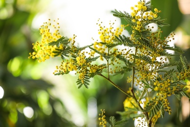 Photo of Beautiful mimosa plant on blurred background, closeup