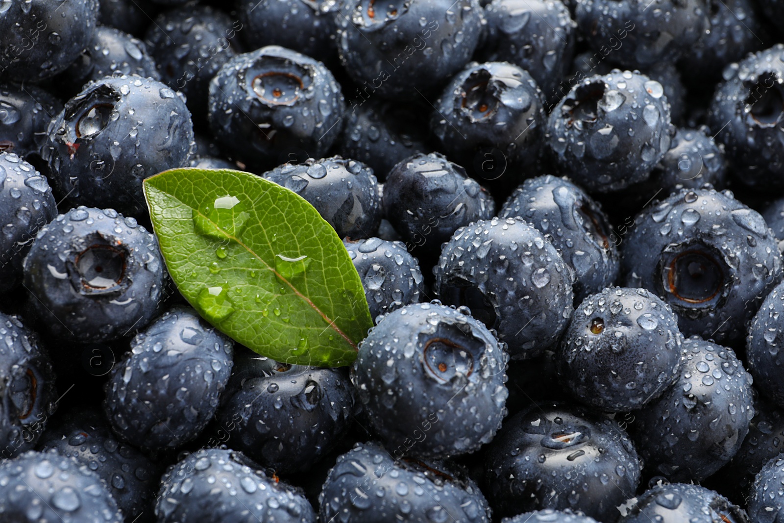Photo of Wet fresh blueberries with green leaf as background, closeup view