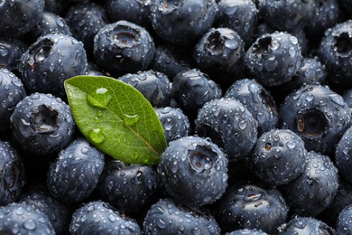 Wet fresh blueberries with green leaf as background, closeup view