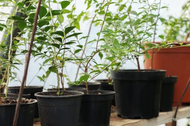Photo of Many different beautiful potted plants in greenhouse