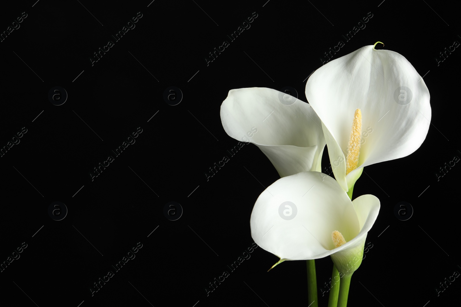 Photo of Beautiful calla lily flowers on black background. Space for text