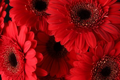Photo of Bouquet of beautiful red gerbera flowers as background, closeup