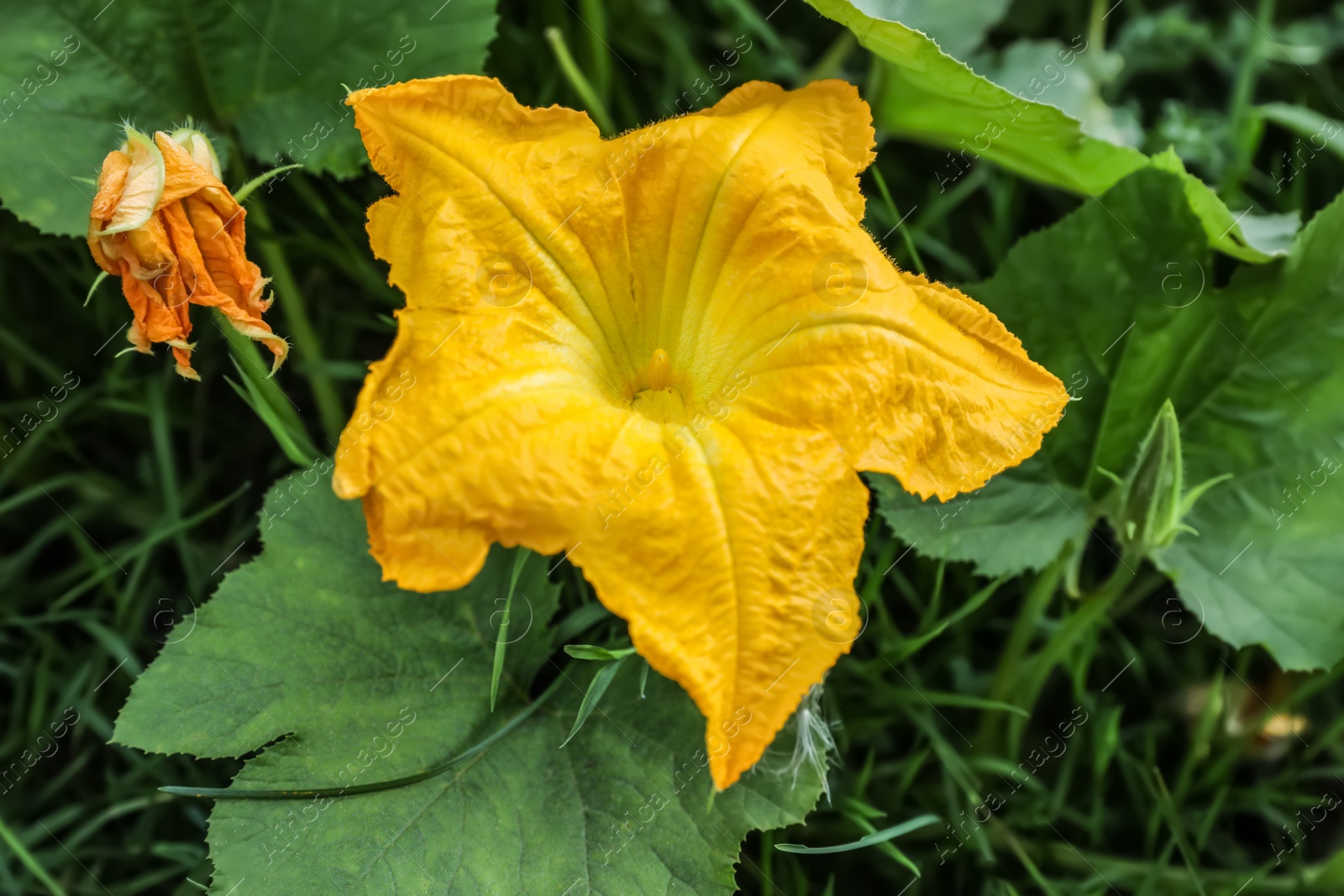 Photo of Pumpkin vine with flower and green leaves in garden, closeup