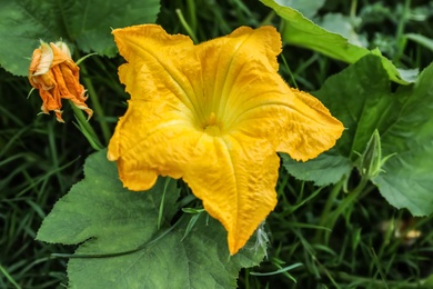 Photo of Pumpkin vine with flower and green leaves in garden, closeup