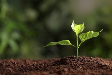 Photo of Young seedling in soil on blurred background, space for text