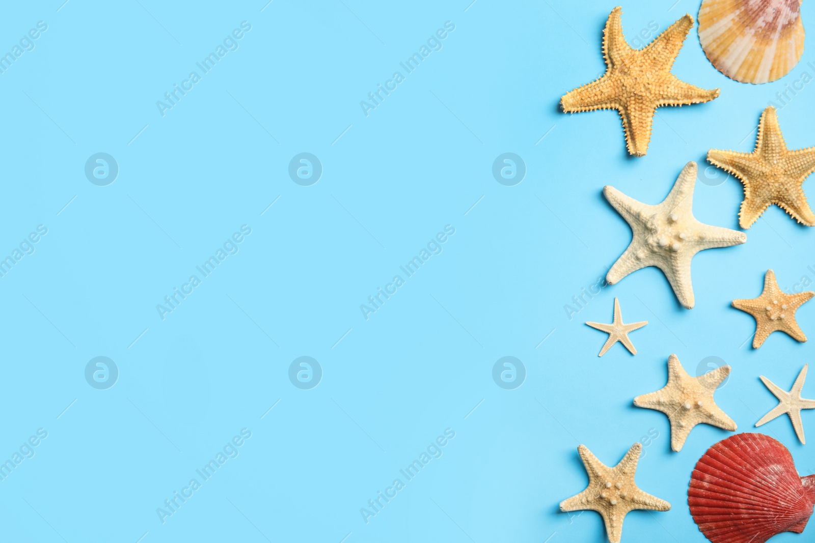 Photo of Beautiful sea stars and shells on light blue background, flat lay. Space for text