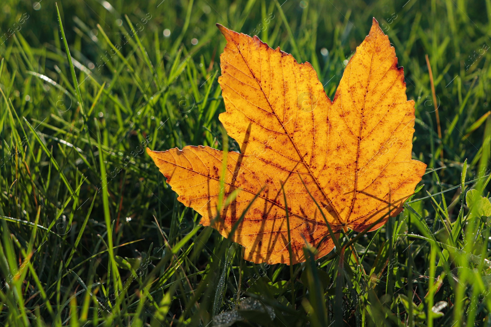 Photo of Beautiful fallen leaf among green grass outdoors on sunny autumn day, closeup. Space for text