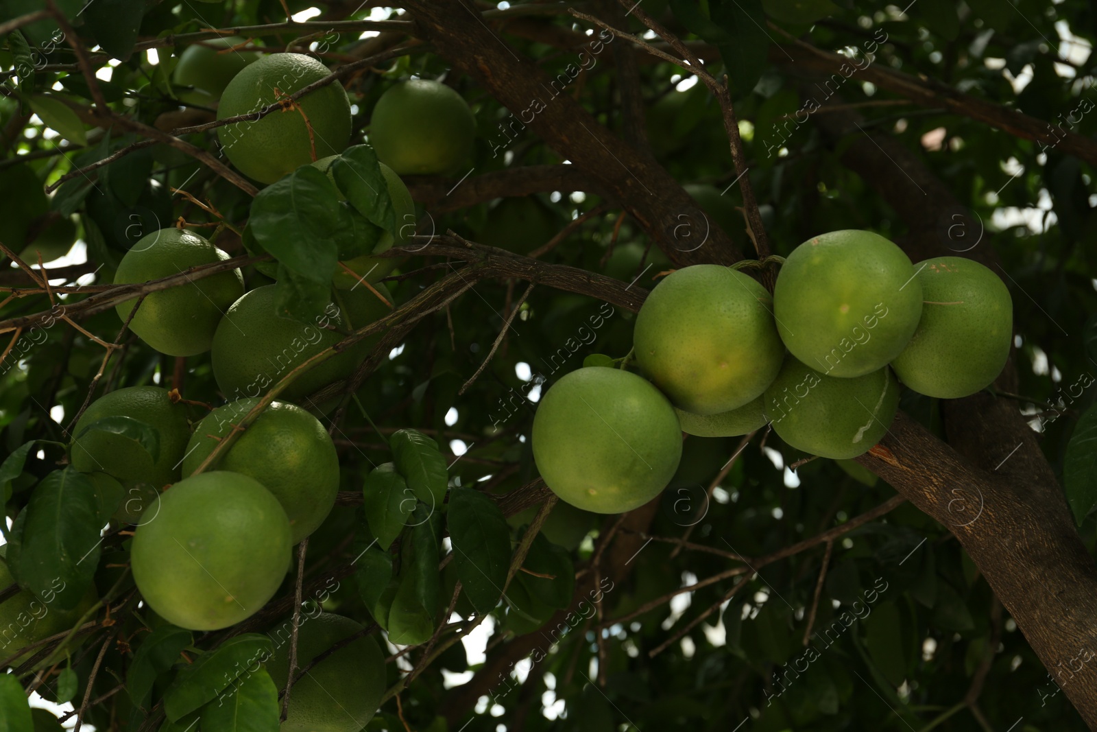 Photo of Ripening pomelo fruits on tree in garden, low angle view