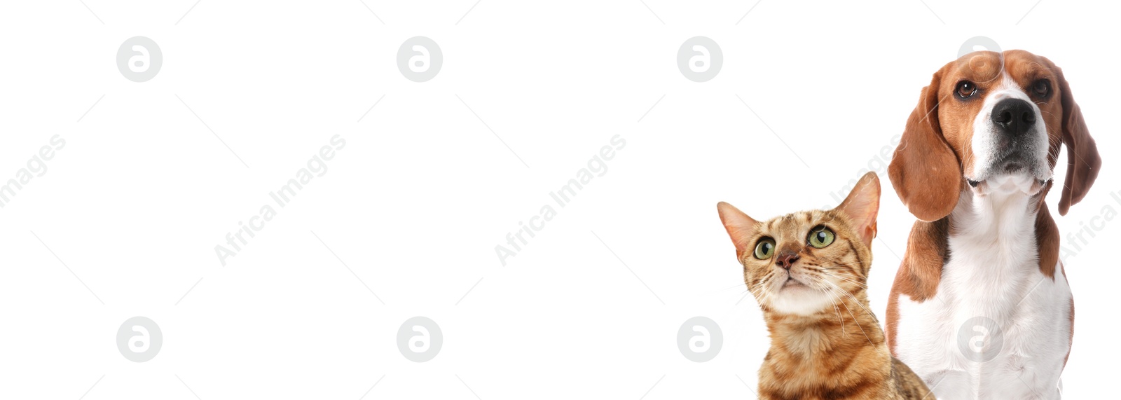 Image of Cute Bengal cat and beautiful beagle dog on white background. Banner design with space for text