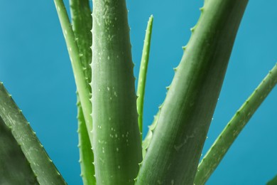 Photo of Green aloe vera plant on light blue background, closeup