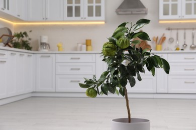 Photo of Potted bergamot tree with ripe fruits in kitchen. Space for text