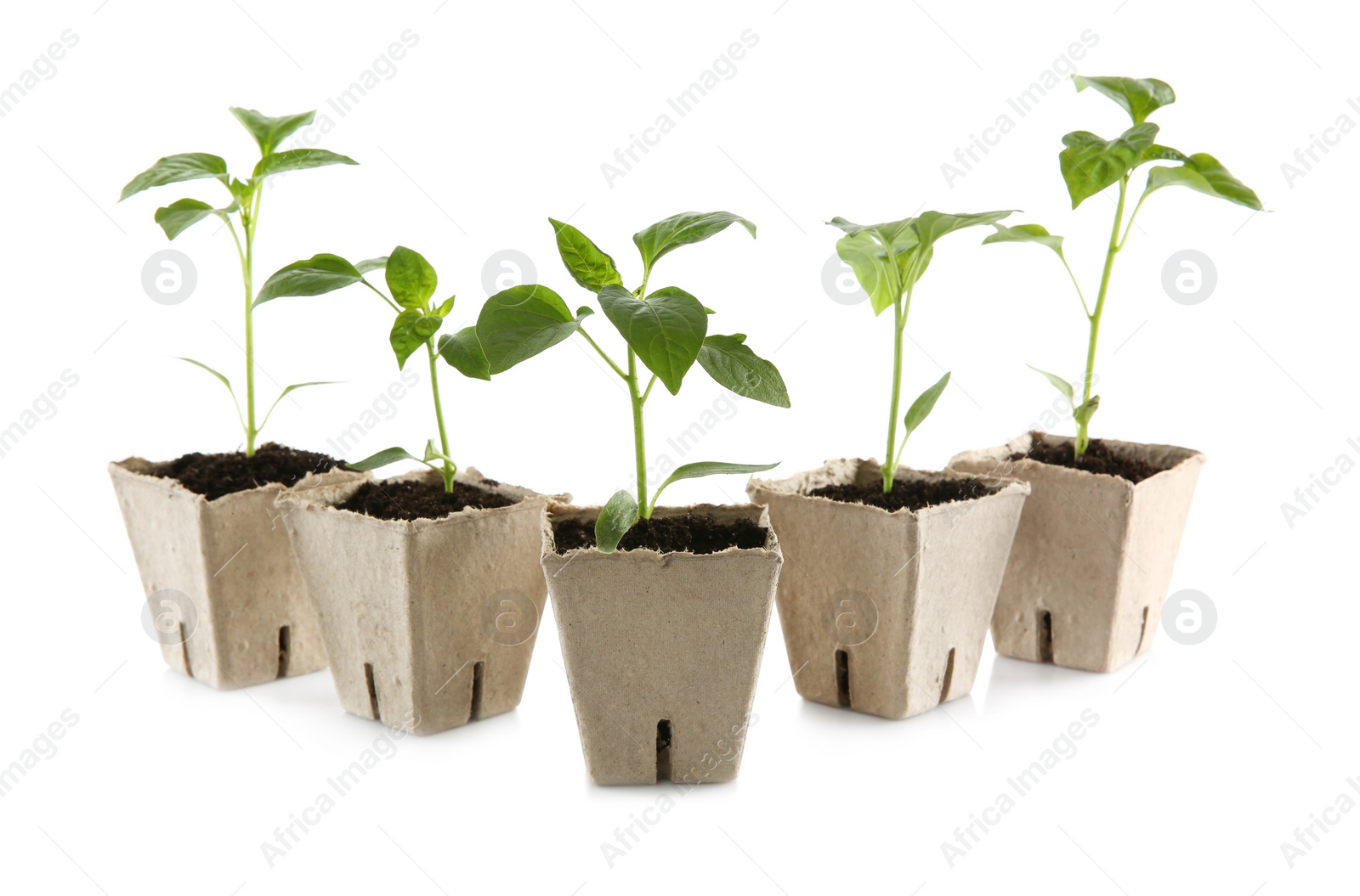 Photo of Green pepper seedlings in peat pots isolated on white